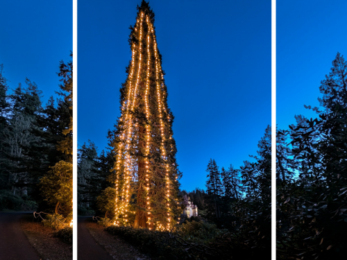 The UK's Tallest Living Christmas Tree at Cragside (and What The House Will Look Like This Year)