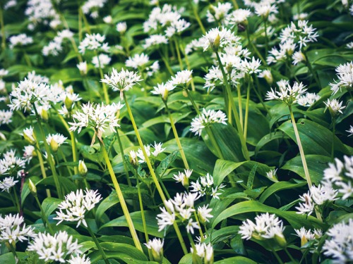 How to Spot Wild Garlic and What to Do With It