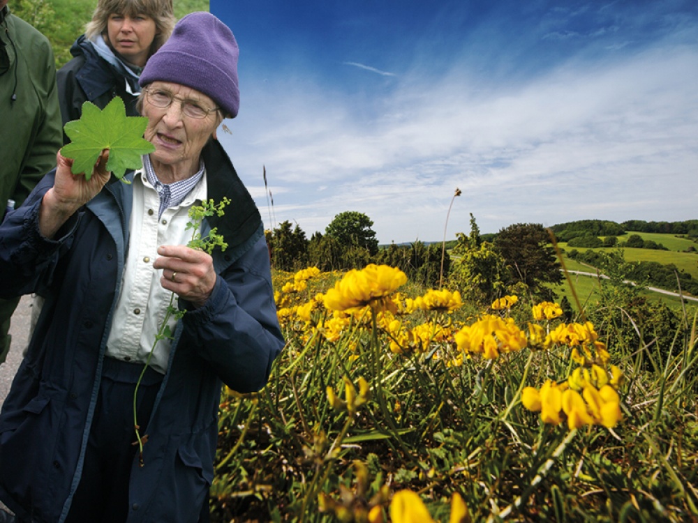 Botanists, Dr Margaret E Bradshaw | Horseshoe Vetch