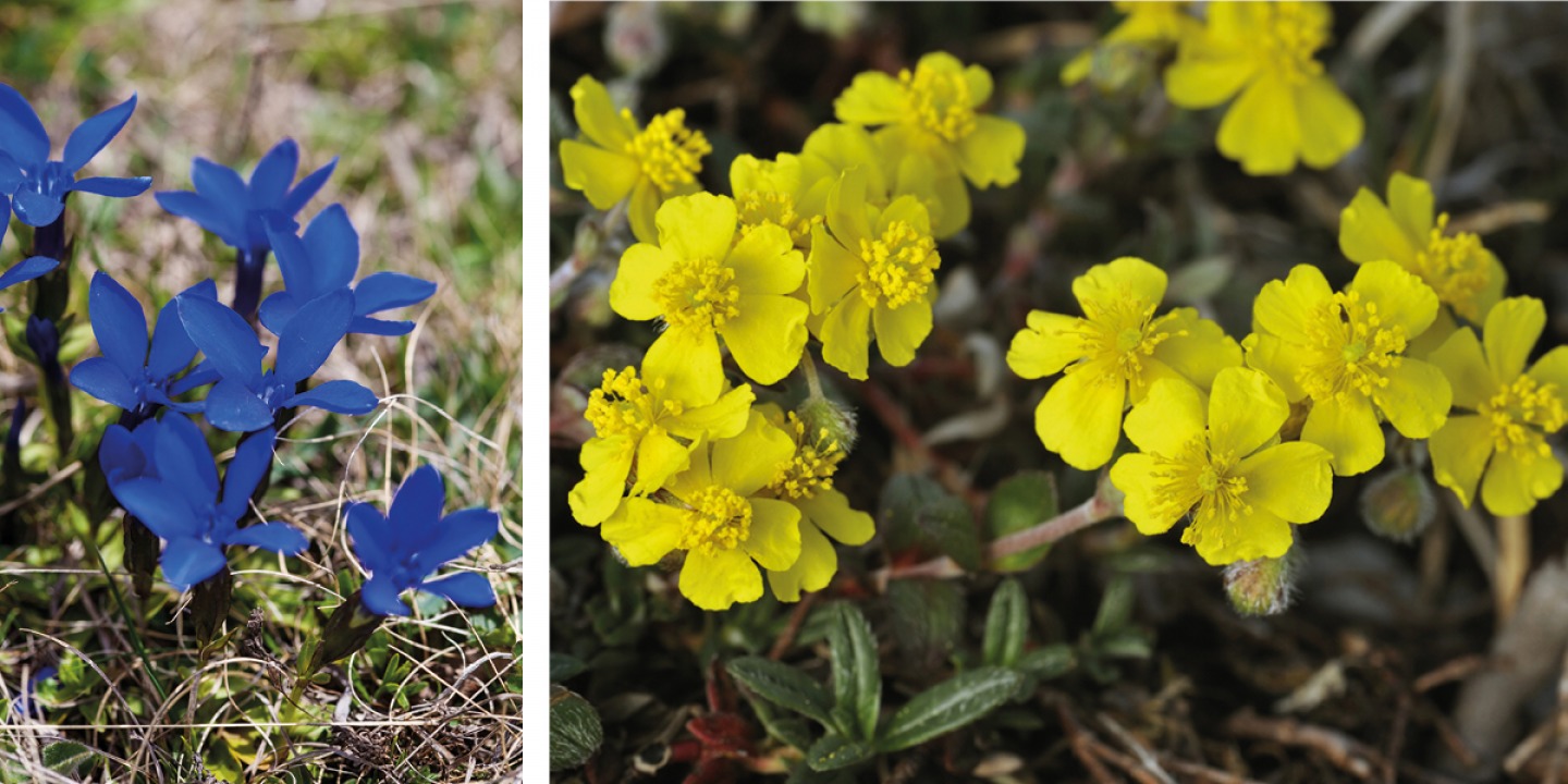 Spring Gentian | Hoary Rock-rose