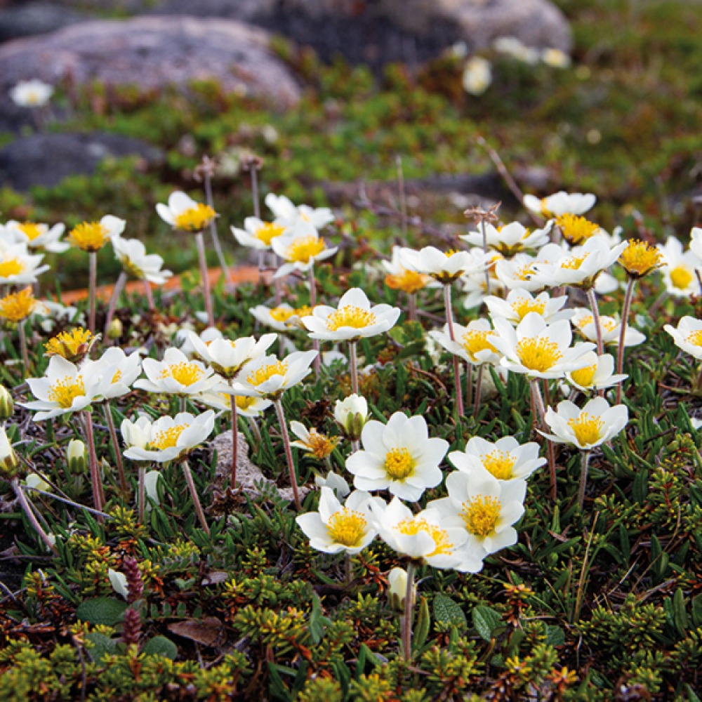 Mountain Avens