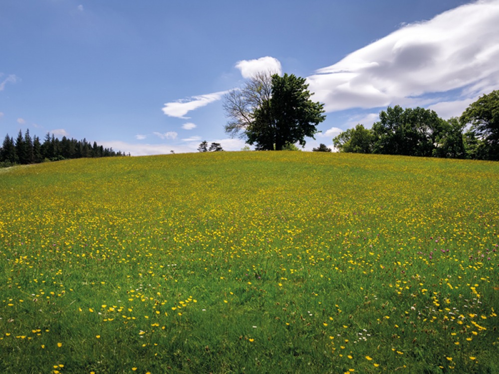 green meadow with yellow flowers