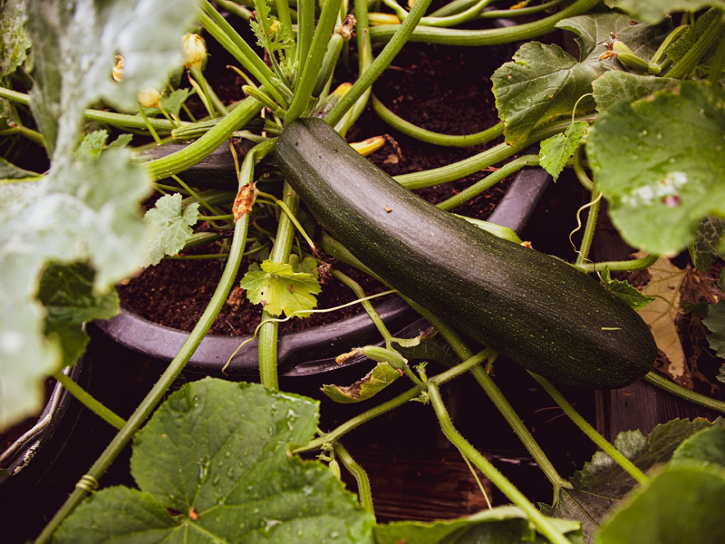 National Gardening Day: How to Grow Courgettes, Runner Beans, Beetroot ...