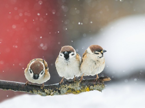 How to Feed the Birds
