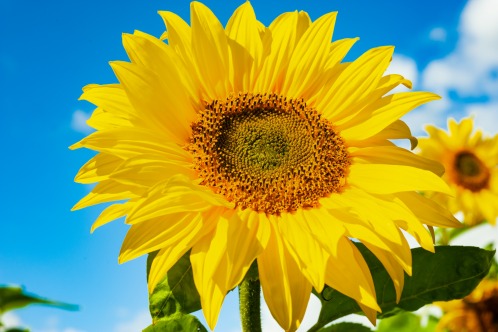 Seven Super Tips for Growing Sunflowers this Spring