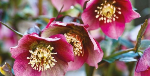 Three of The Best Winter Roses