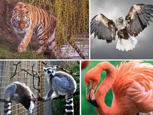 Go Wild With These Animal-Themed Yorkshire Days Out