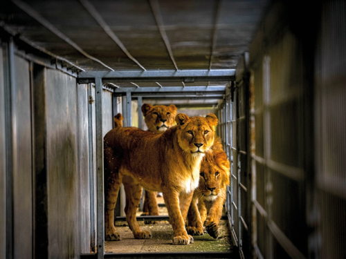 Meet The Ukrainian Lions Who Now Call Yorkshire Home