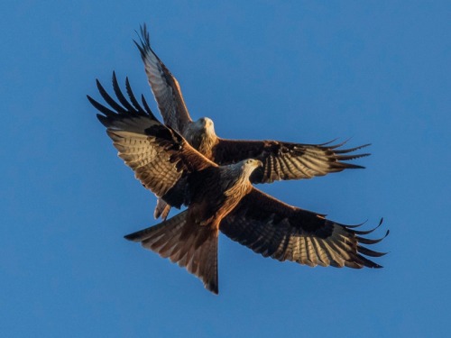 How Red Kites Are Making a Comeback in The North