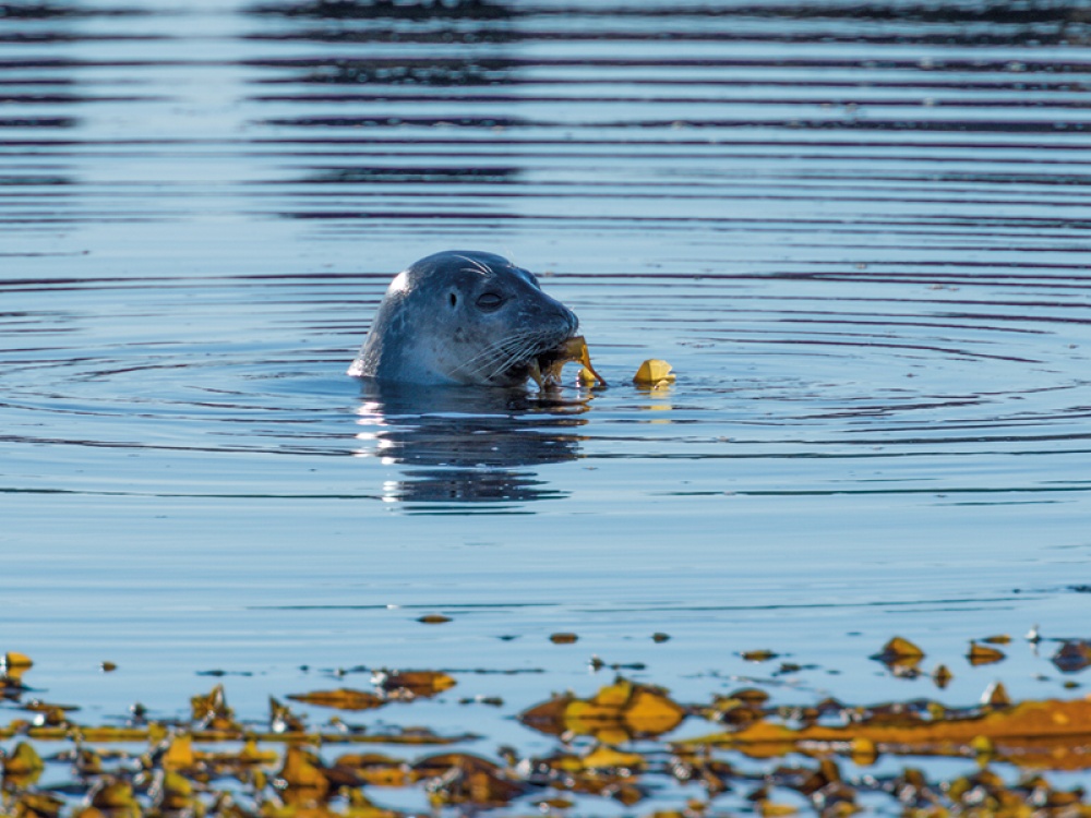 Tragedy as Scarborough seal dies after becoming entangled in litter - Hull  Live