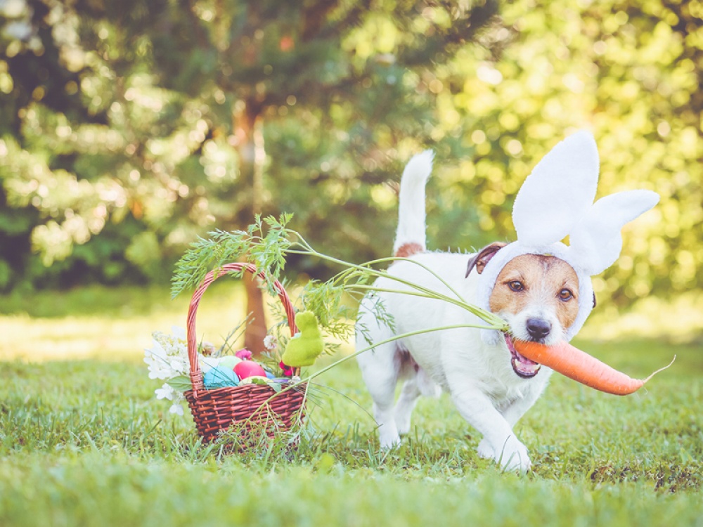 How to Keep your Dogs Safe this Easter 2023 and What Not to Feed Your Dog |  Living North