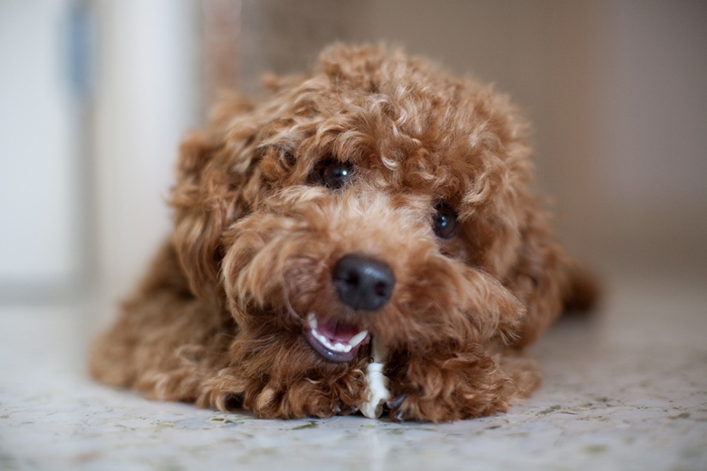 POODLE
