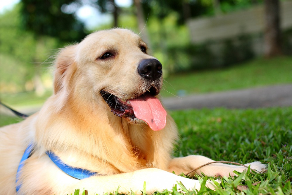 GOLDEN RETRIEVER