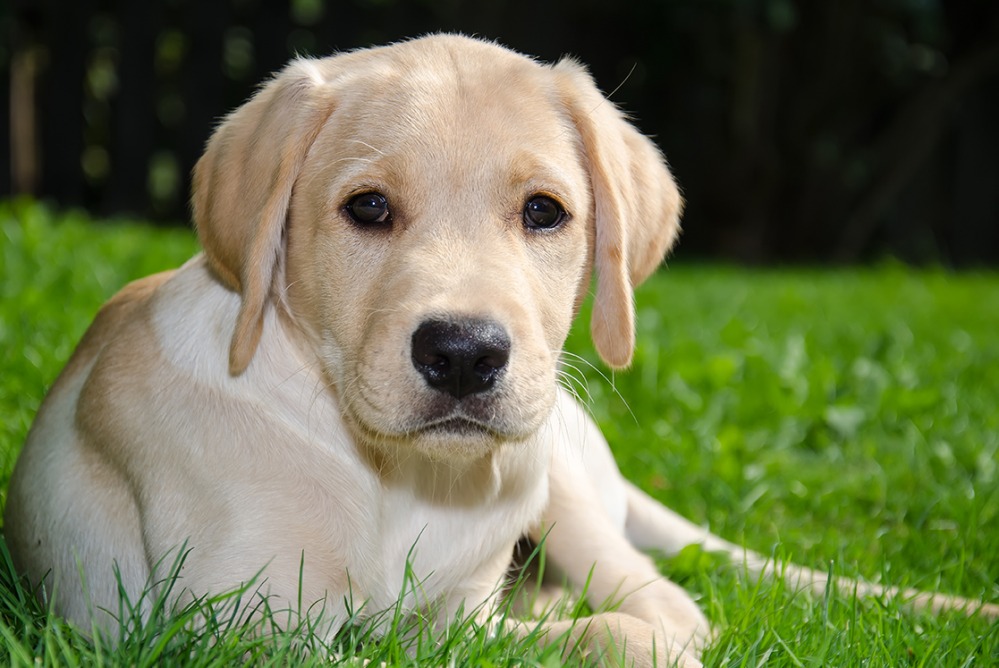 LABRADOR