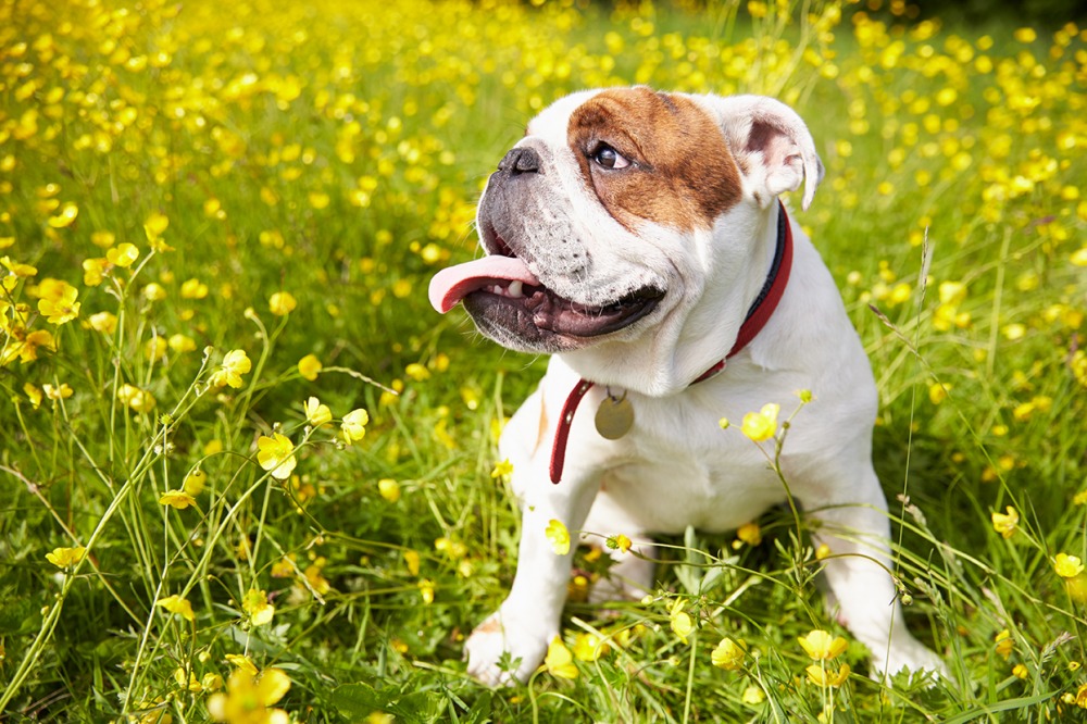 BRITISH BULLDOG