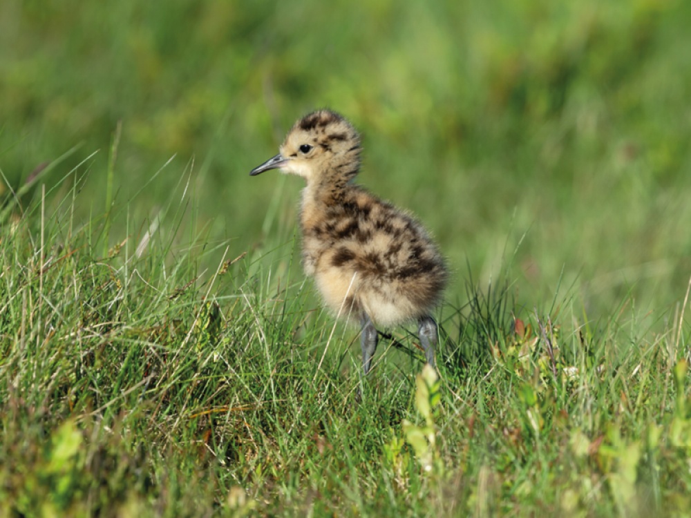 Why Endangered Curlew Eggs are Moving from Yorkshire to the South of ...