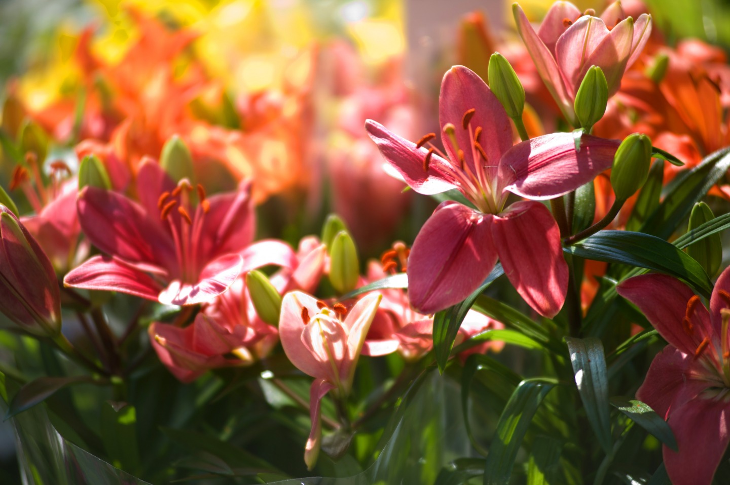 Living North LIVE - North East Spring Fair - Live music